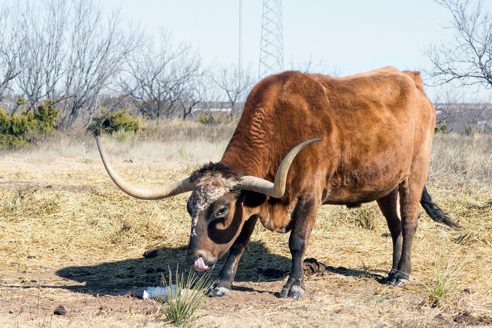 View of a Texas Longhorn