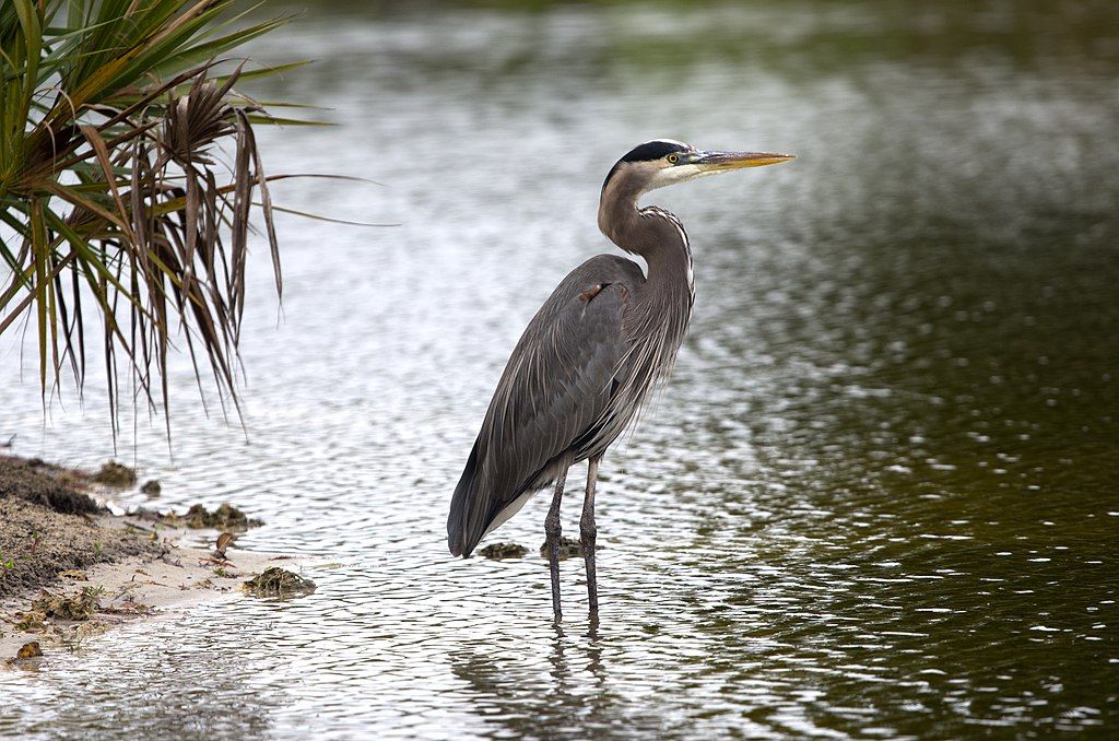 A heron along Linear Trail