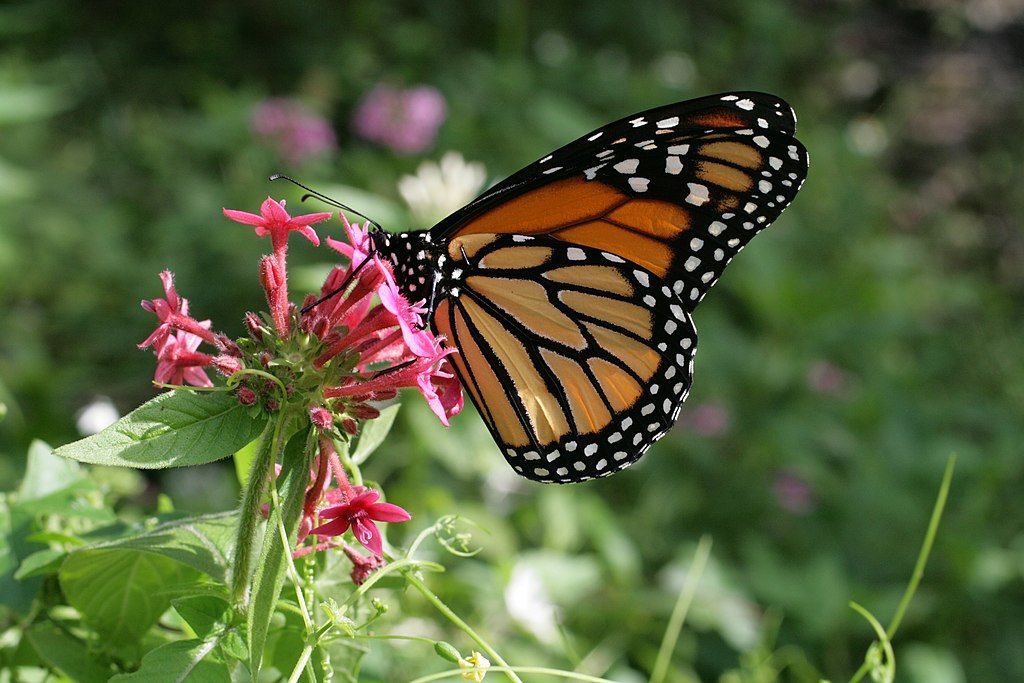 Butterly on a flower at Secret Woods Nature Center