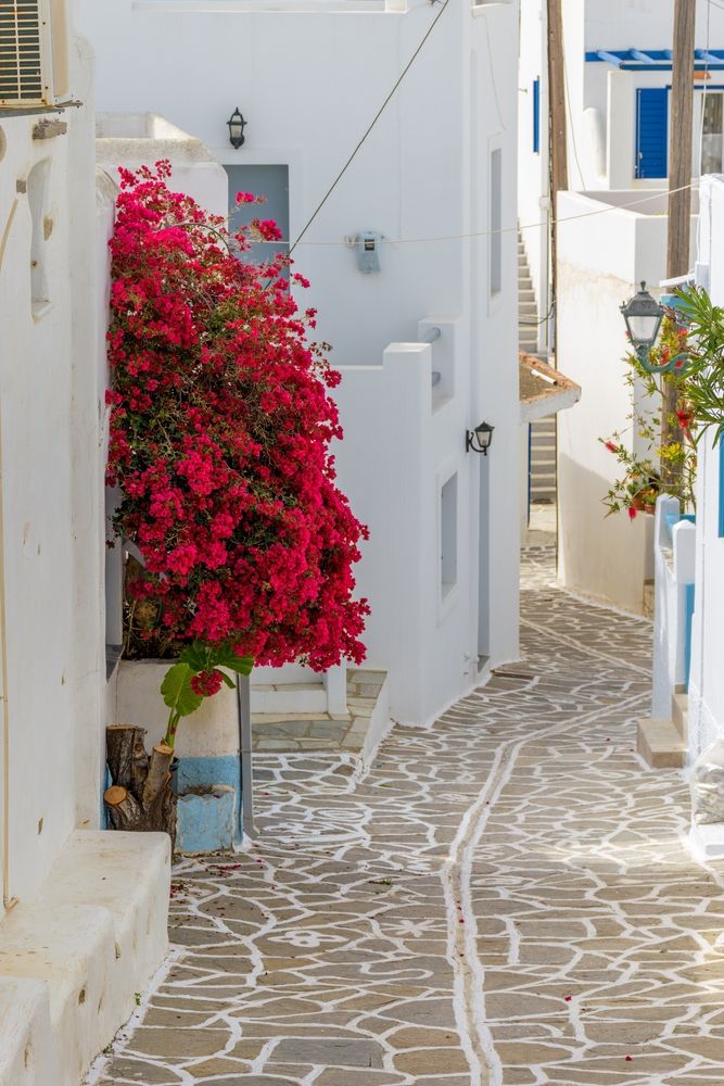 Beautiful flowers along Marpissa Village's alley