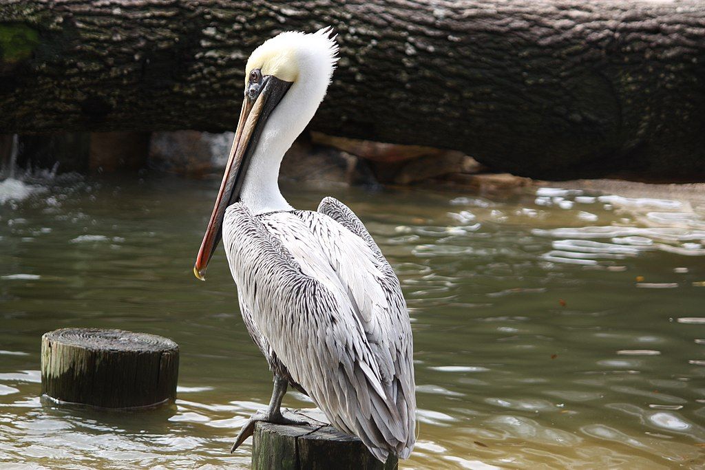 A pelican near the waters of Ponce De Leon Park