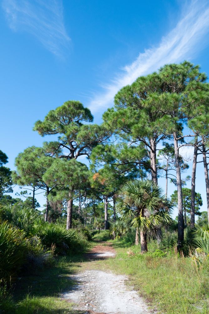 A trail at Honeymoon Island State Park