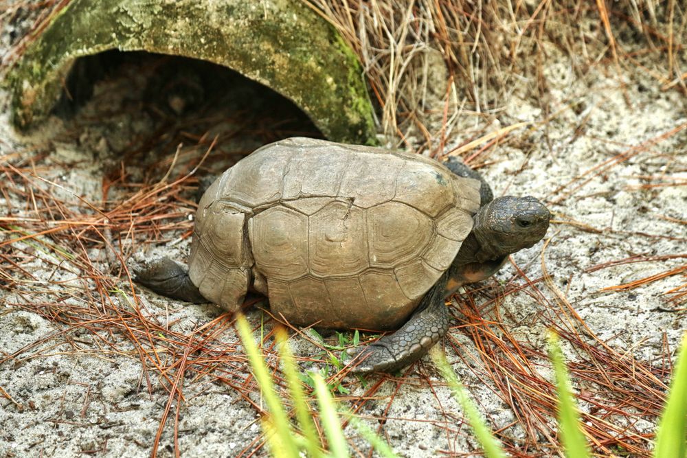 Tortoise at Tibet-Butler Nature Preserve