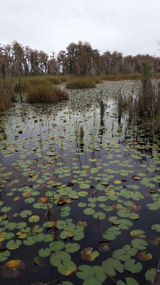 Lily pad pond at Tibet-Butler Nature Preserve