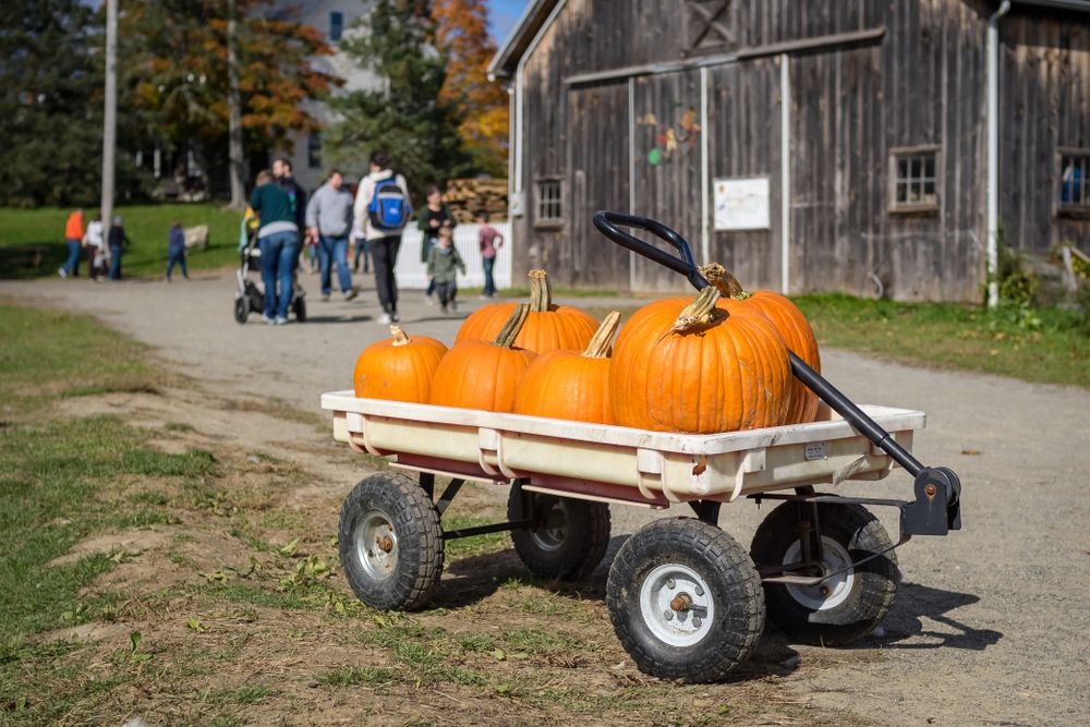A cart full of pumpkins at Russell Orchards Farm.