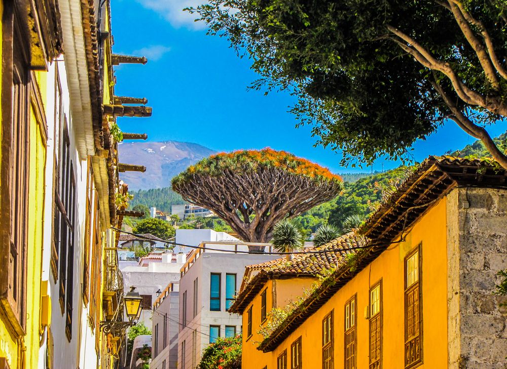 View of the Dragon Tree