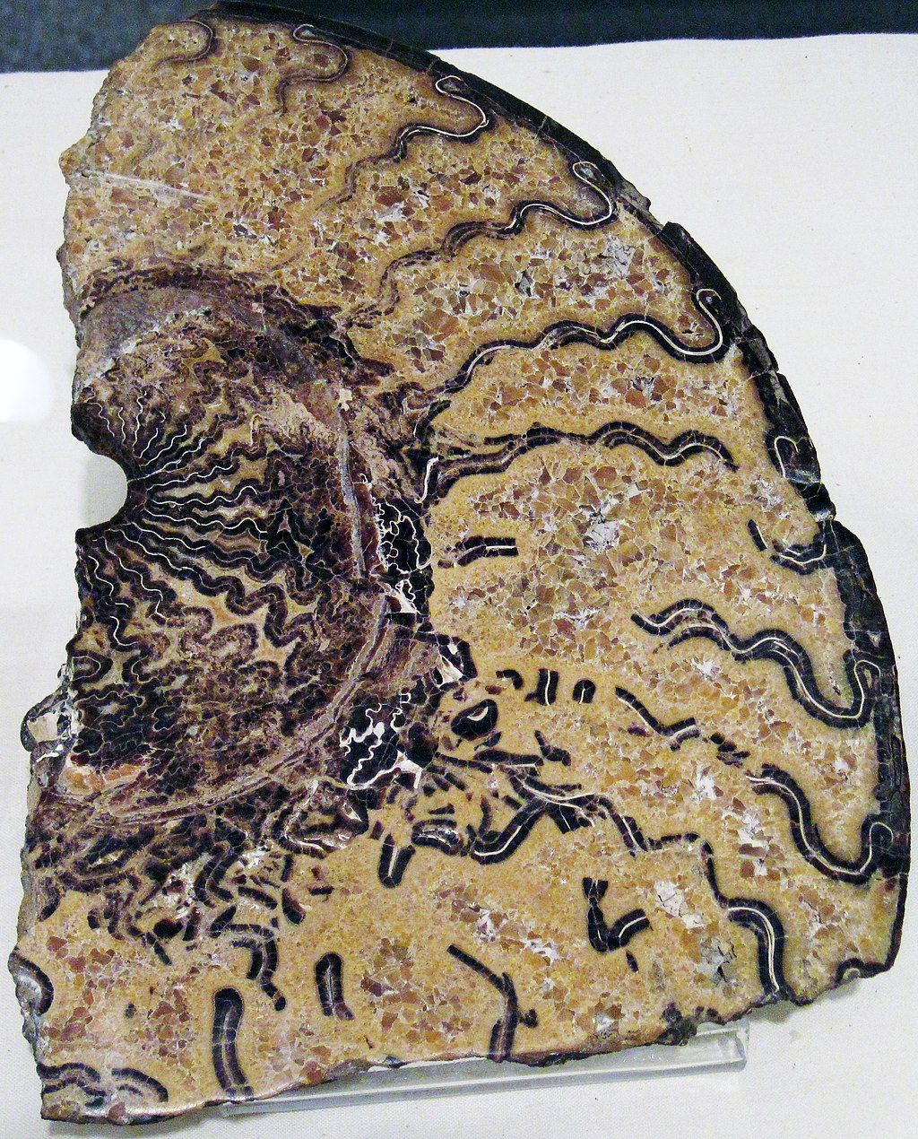 An ammonite displayed in Idaho Museum of Natural History