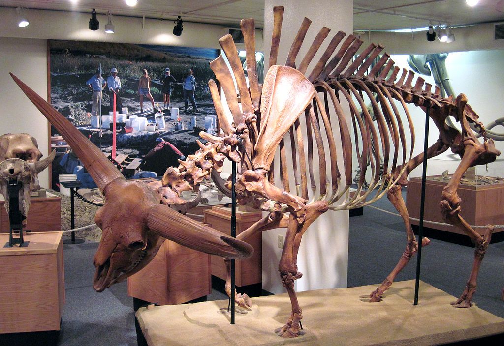 Bison fossil displayed in Idaho Museum of Natural History