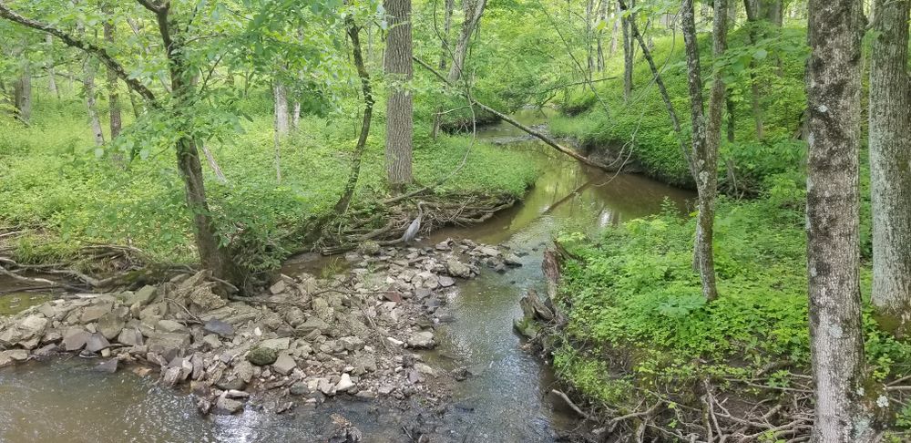 The waters of Deer Grove Forest Preserve