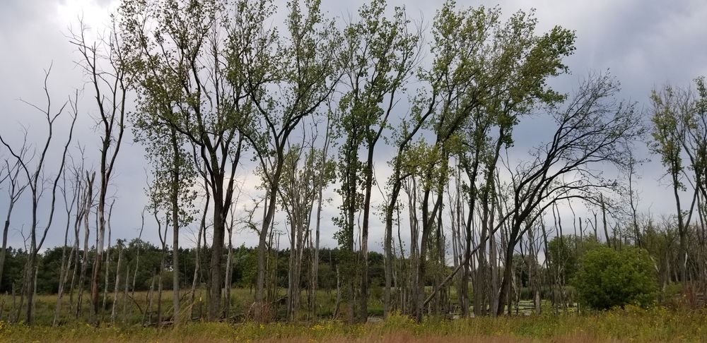 Tall trees at Deer Grove Forest Preserve