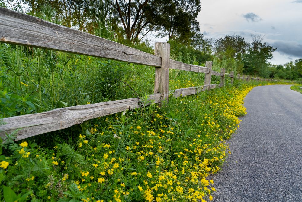 Pathway lined with flowers at Plum Grove Reservoir