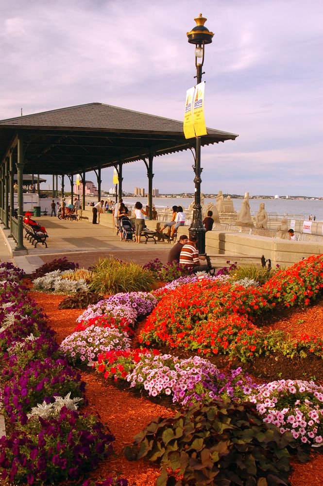 Bed of vibrant flowers at Revere Beach