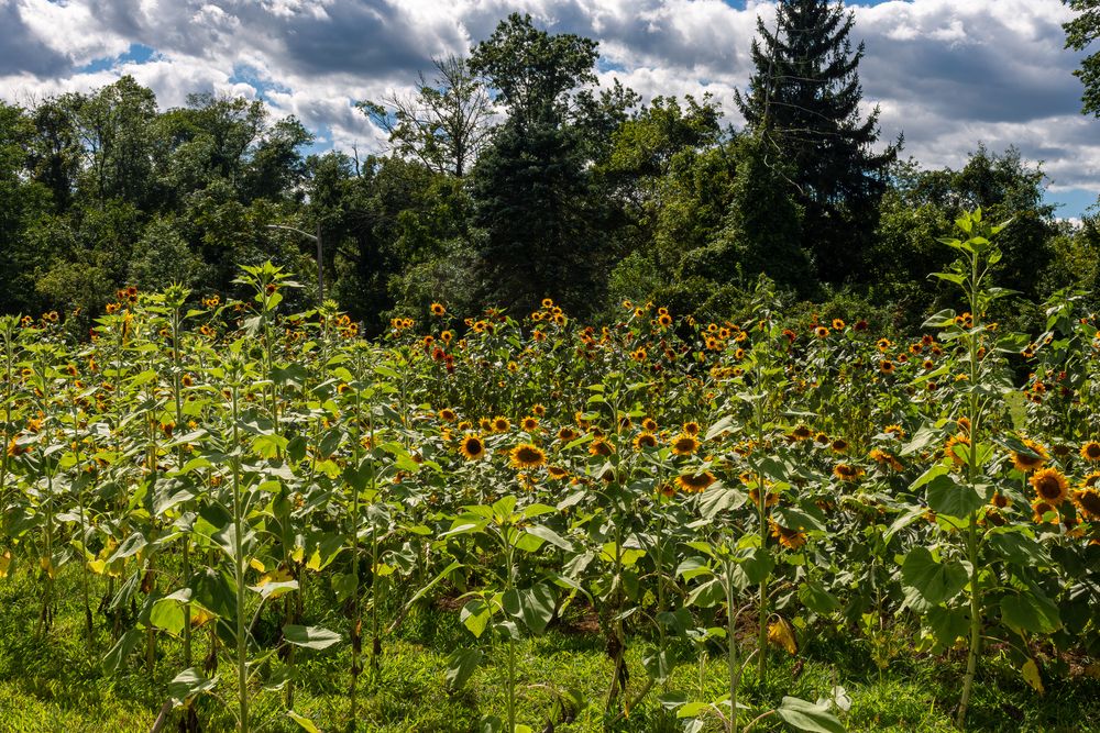 Sunflower field at Johnson Park