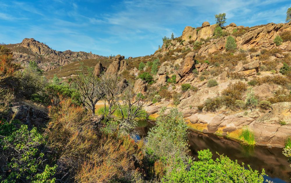 Plants and wildflowers along Pinnacles National Park