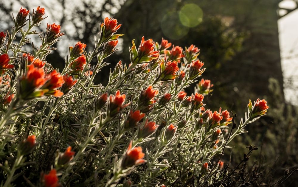 Paintbrush blooms at Pinnacles National Park