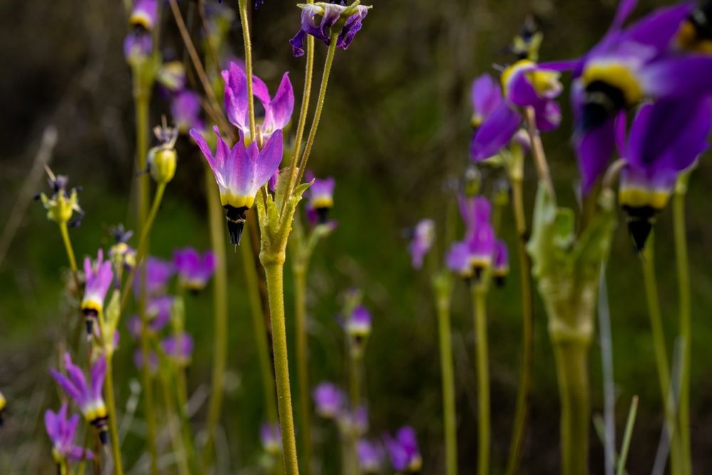 Shooting stars flowers at Pinnacles National Park