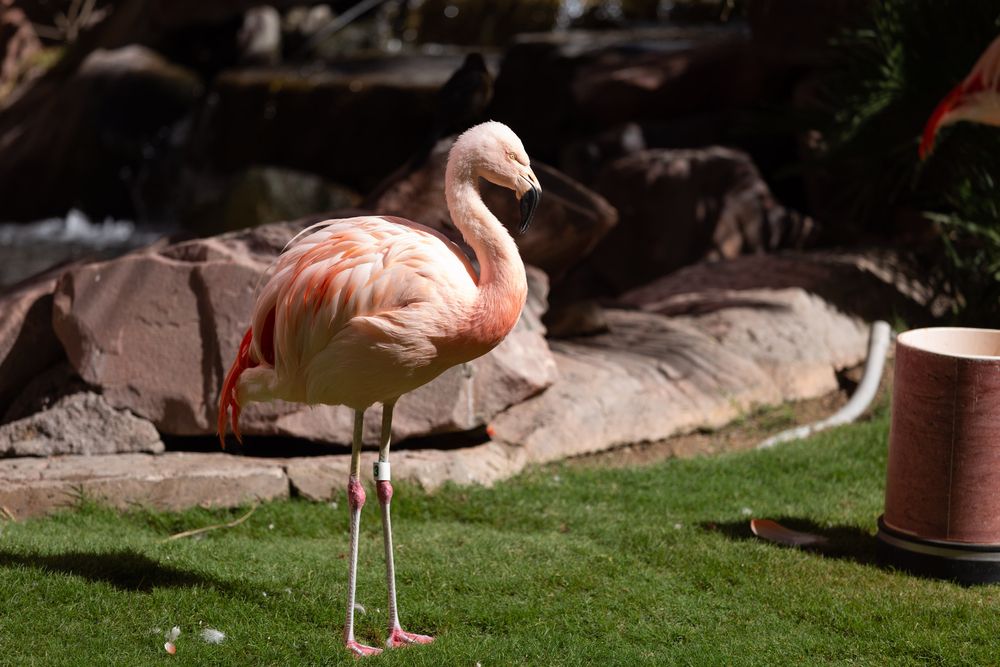A flamingo at Flamingo Wildlife Habitat