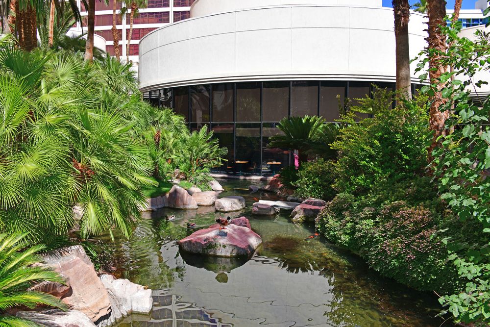 Pond at Flamingo Wildlife Habitat