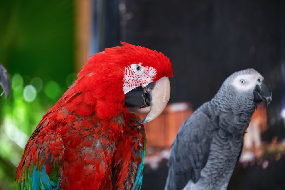 Birds at Flamingo Wildlife Habitat