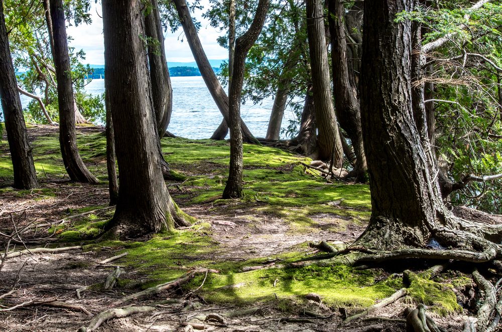 Trees at Point Au Roches State Park