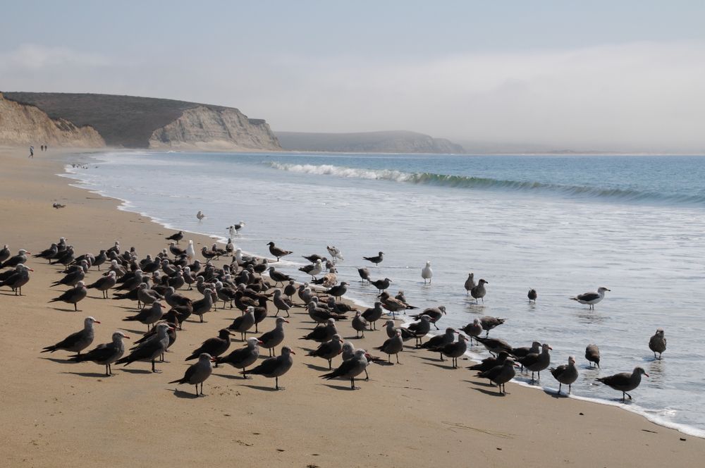 Sea gulls walking around the shore of Drakes Beach.