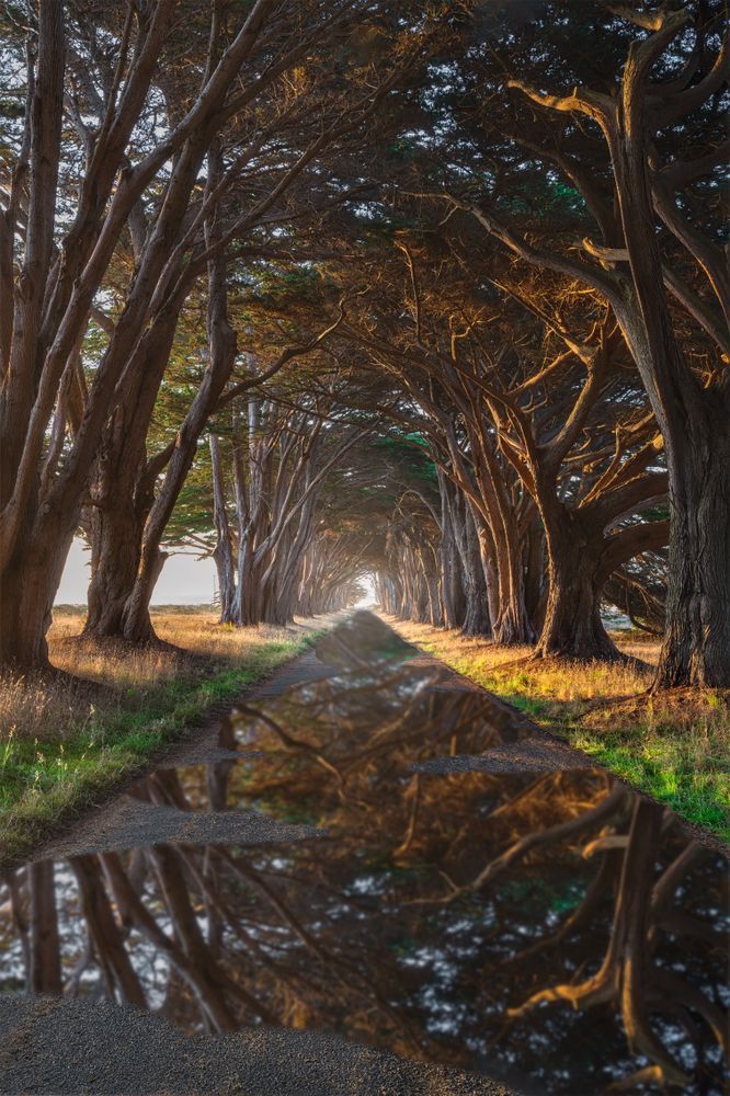 Majestic view of the Cypress Tree Tunnel.