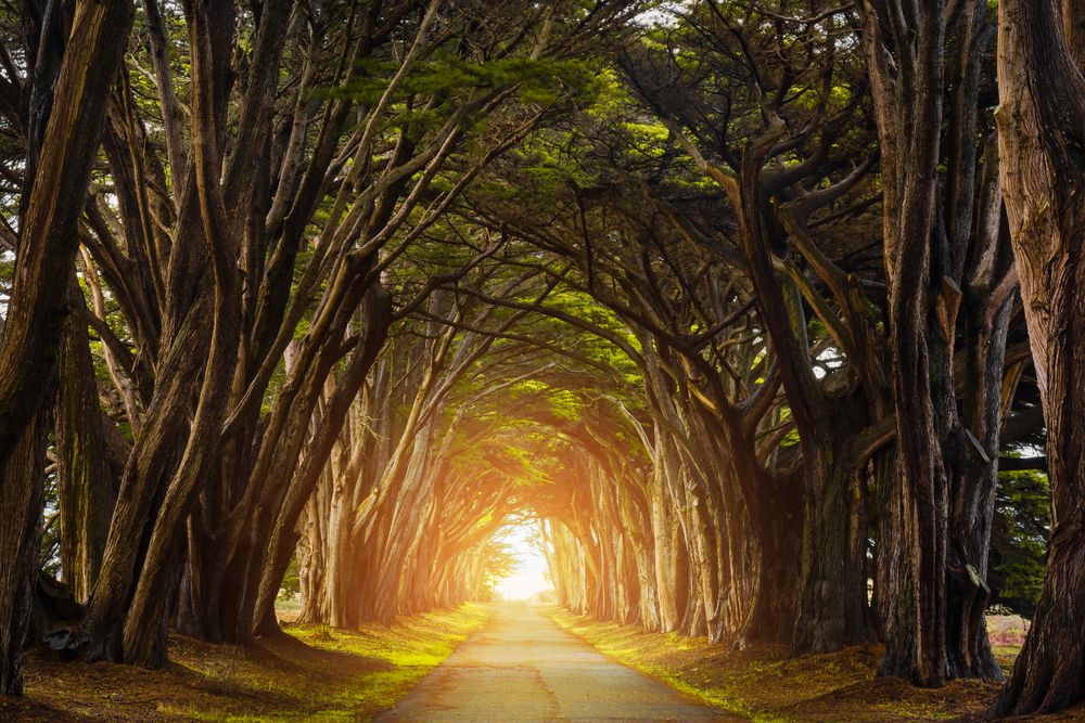 Sunlight coming through the Cypress Tree Tunnel's end.