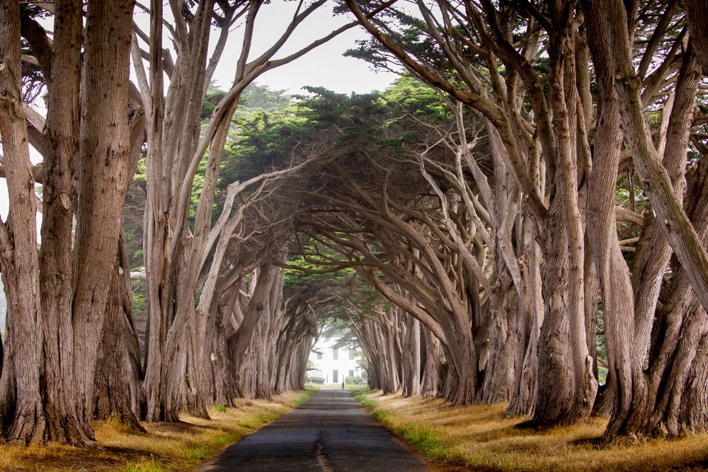 Empty way of Cypress Tree Tunnel.