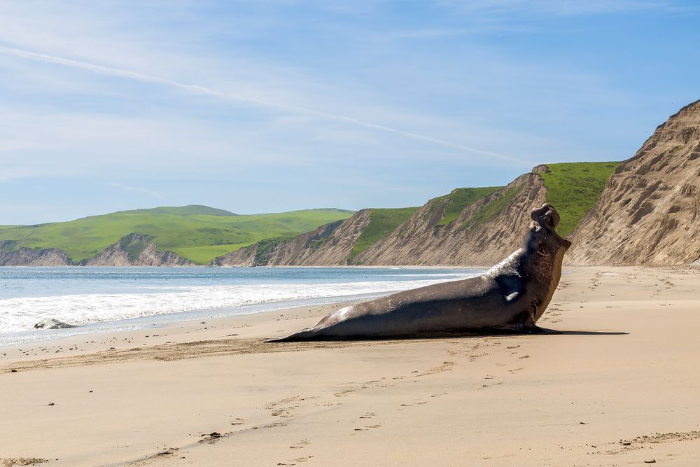 A seal on the shores of Drakes Beach.