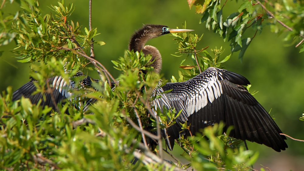A bird on a tree at Bird Island Park