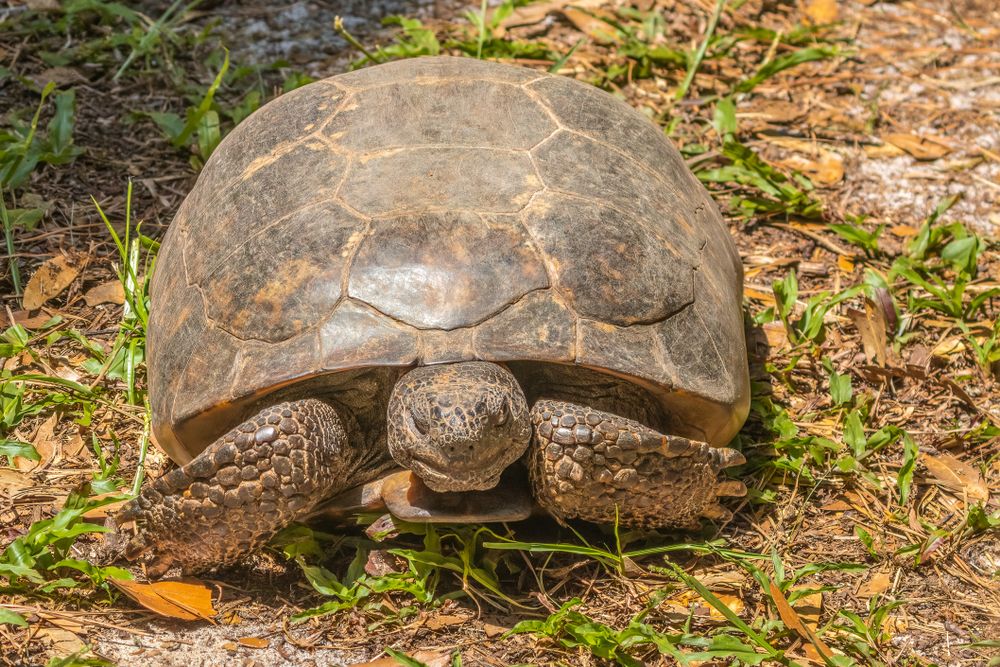 Gopher tortoise at Guana Tolomato Matanzas National Estuarine Research Reserve