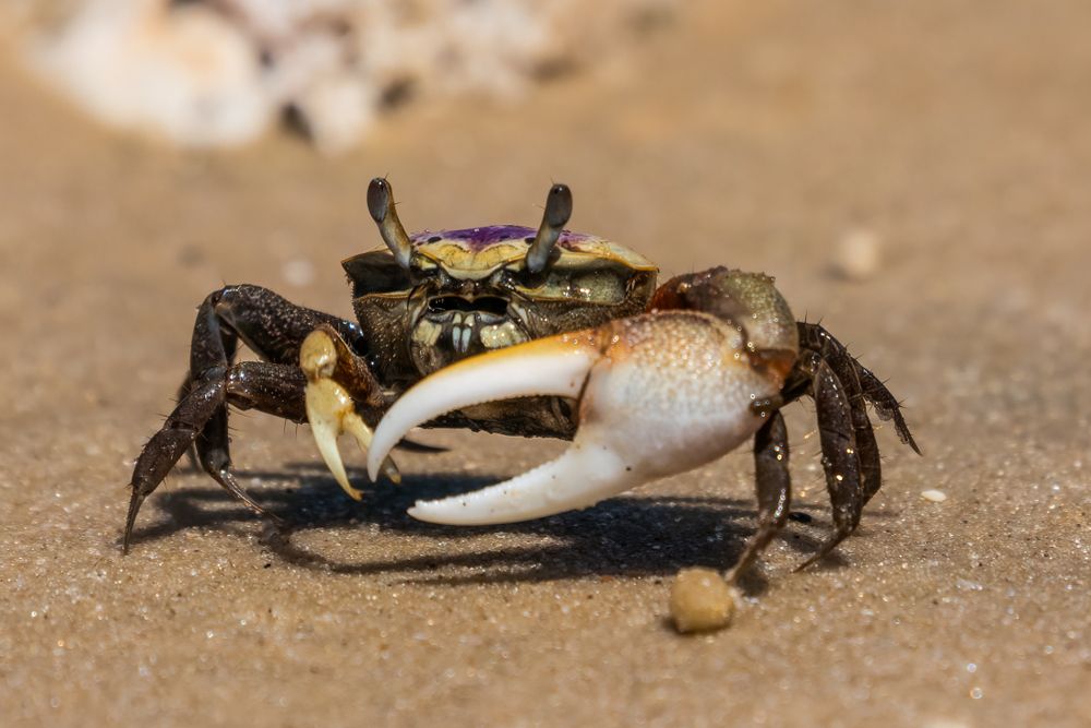 Fiddler crab at Guana Tolomato Matanzas National Estuarine Research Reserve