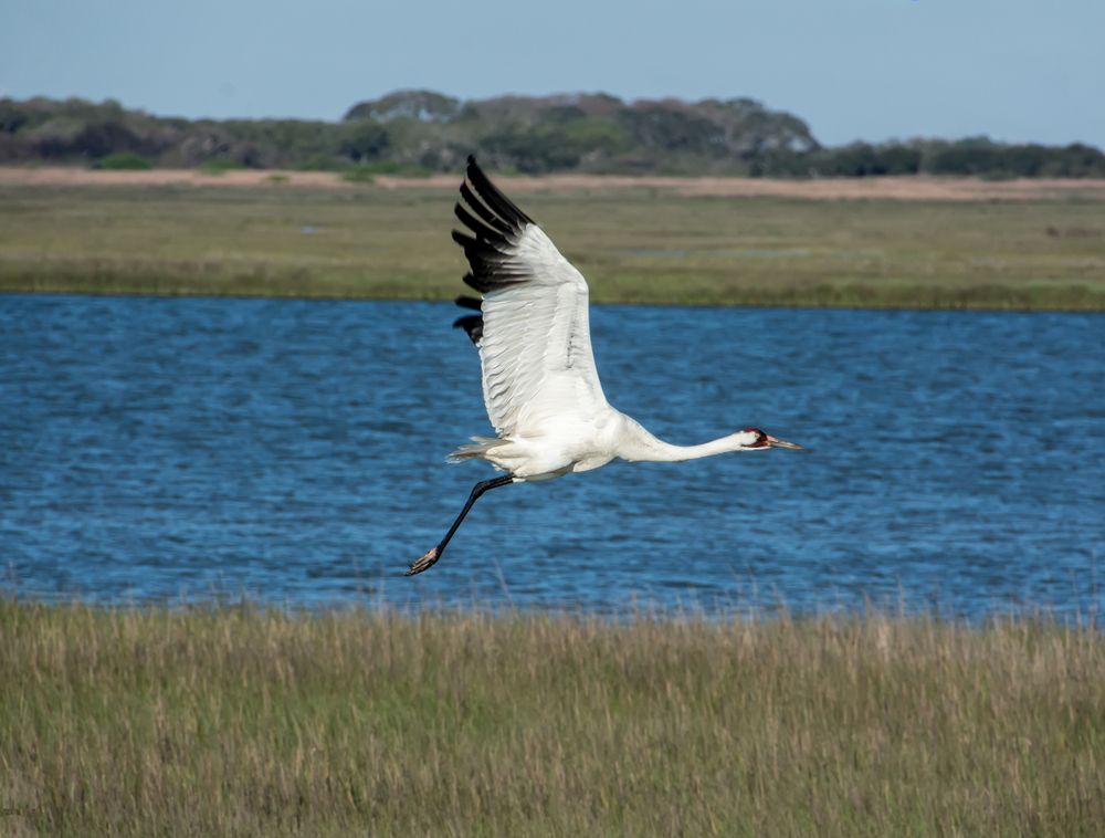 A crane mid-flight in Aransas National Wildlife Refuge