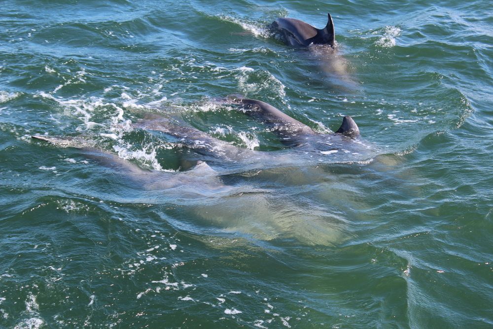 Dolphins underwater in Port Aransas
