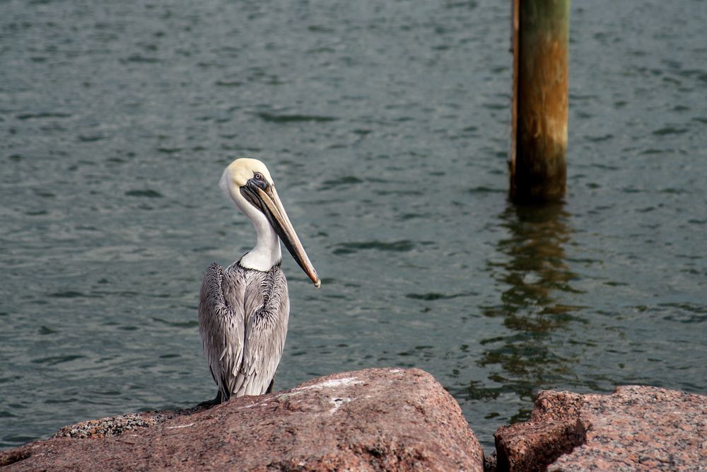 A pelican at Roberts Point Park