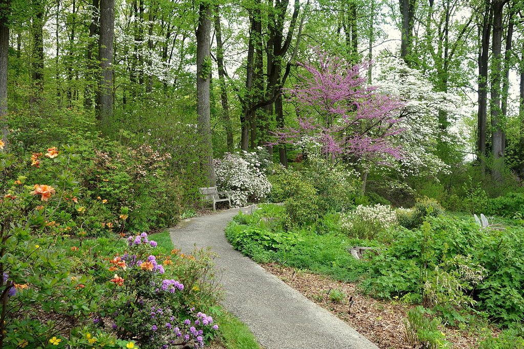 Trail lined with flora at Jenkins Arboretum & Gardens