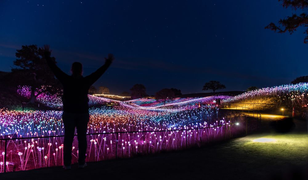 Silhouette of a person at the Field of Light