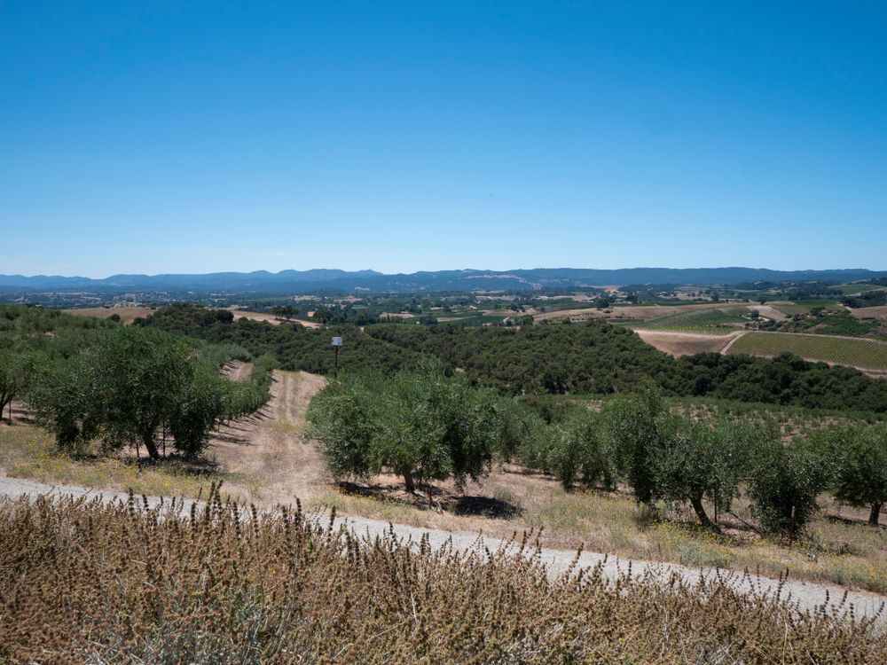View of an olive orchard at Paso Robles
