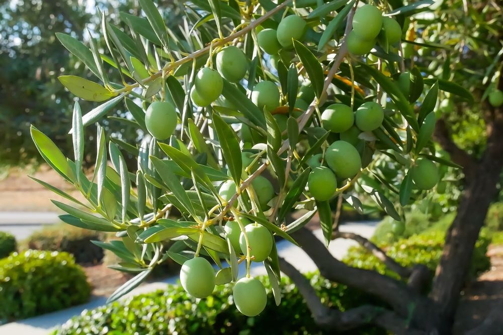 Olive tree at Paso Robles