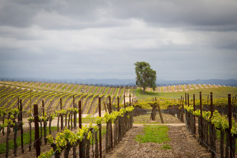 Scenic view of a Paso Robles Vineyard