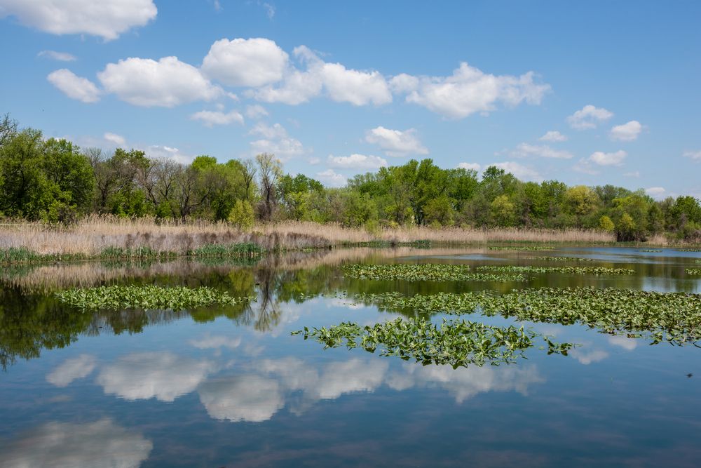 Body of water at John Heinz National Wildlife Refuge at Tinicum