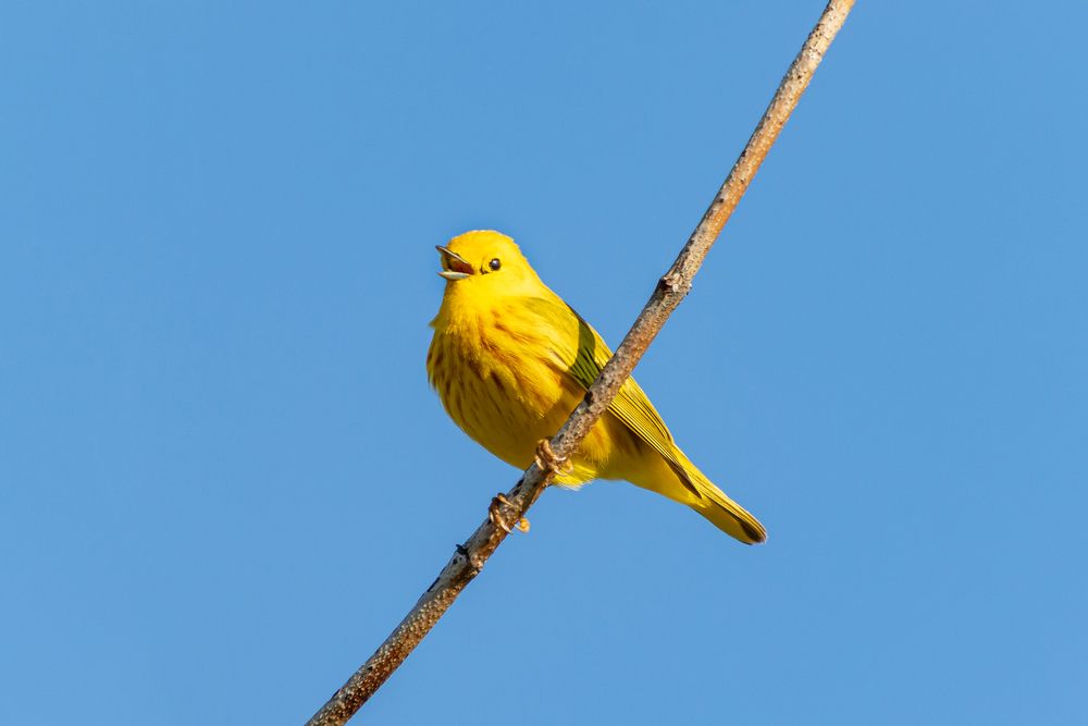 A vibrant-colored bird at John Heinz National Wildlife Refuge at Tinicum