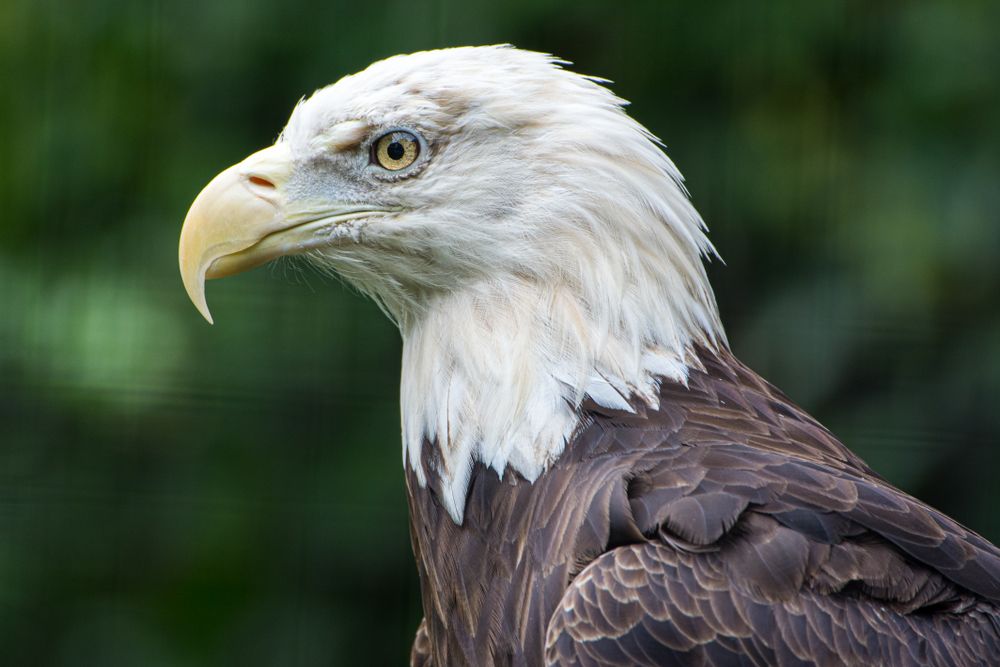 Closeup of an eagle at Philadelphia Zoo