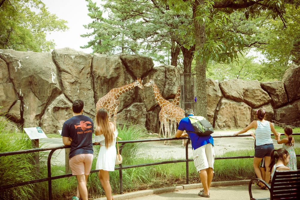 People watching the giraffes at Philadelphia Zoo
