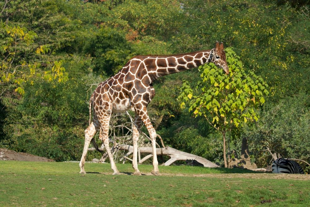 Giraffes at Woodland Park Zoo