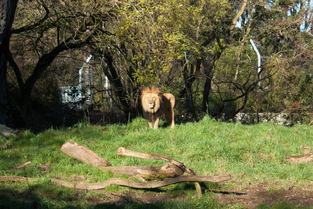A lion at Woodland Park Zoo