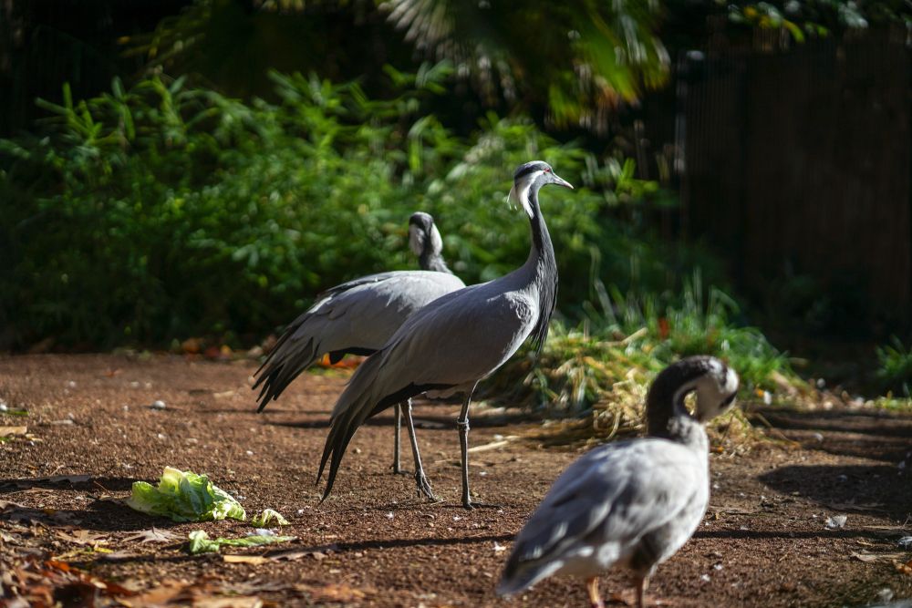 Seabirds at Woodland Park Zoo