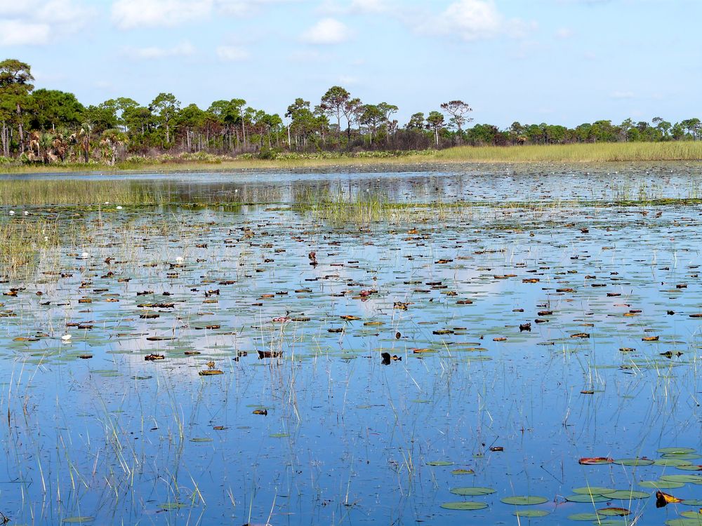 Marsh at Savannas Preserve State Park
