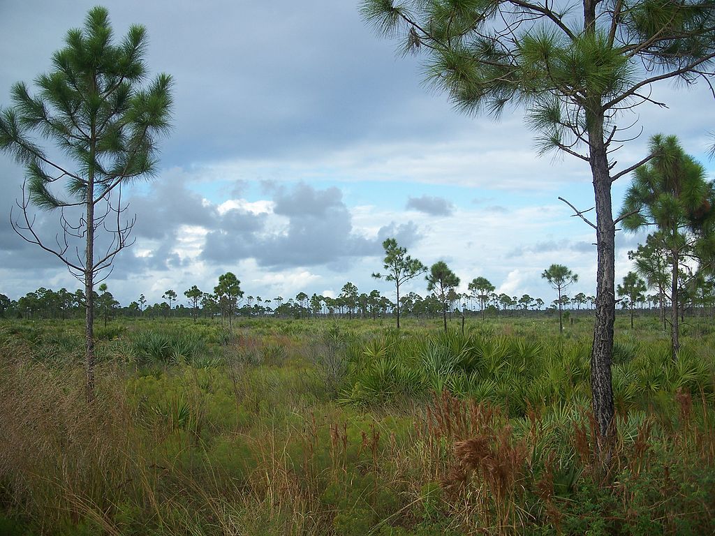 The grounds of Savannas Preserve State Park