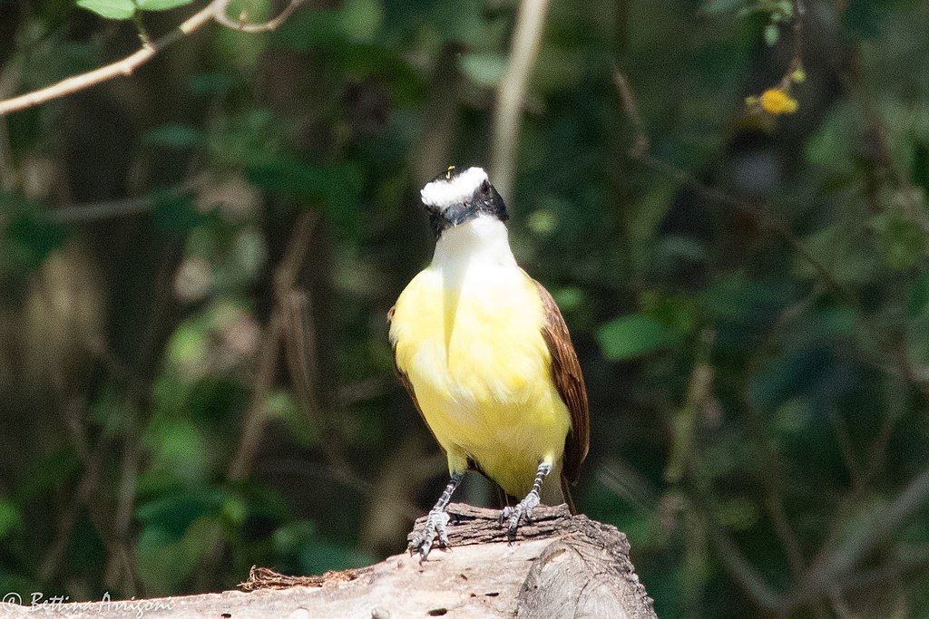 A bird at Quinta Mazatlan